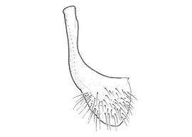   Anthidium cockerelli  male, diagram showing ventral view of seventh sternum (S7), diagram from Gonzalez and Griswold 2013 
